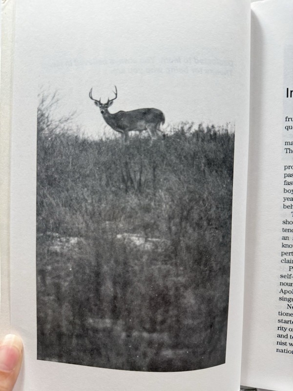 White Tales Dave Henderson 1995 PB A Modern Look at Deer Hunting Whitetail gallery