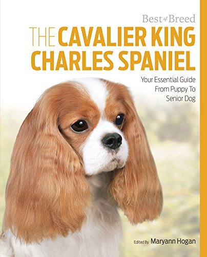 Cavalier King Charles Spaniel Best of Breed By Maryann Hogan