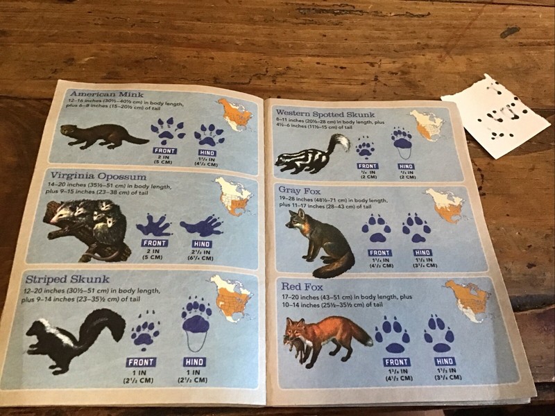 Outdoor School Essentials: Animal Tracks (Outdoor School) by Odd Dot gallery