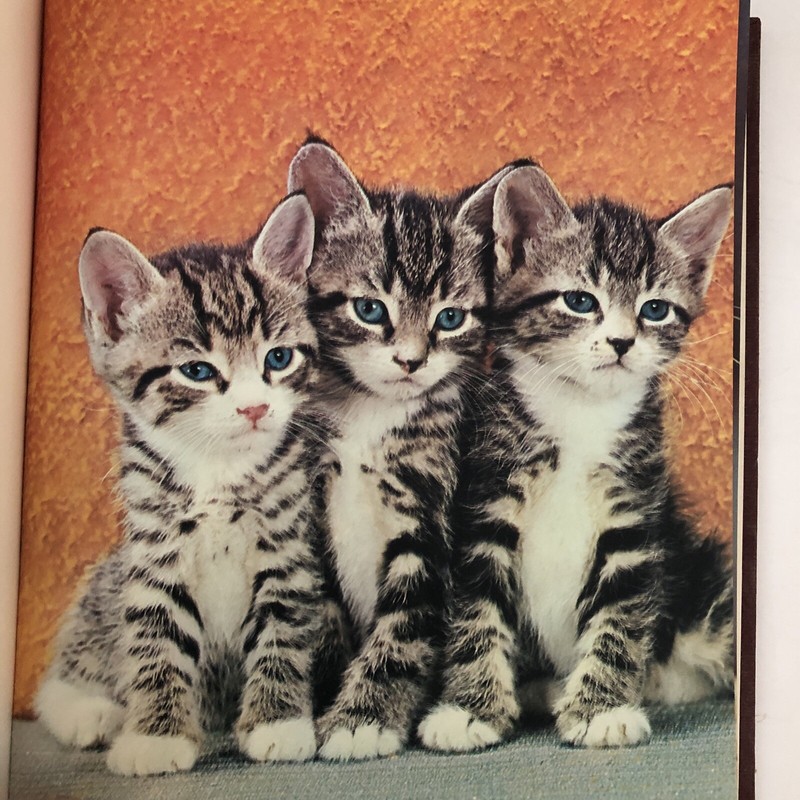 Kittens in color (A Studio book) by E. M Almedingen 24 Photo Plates For Framing
