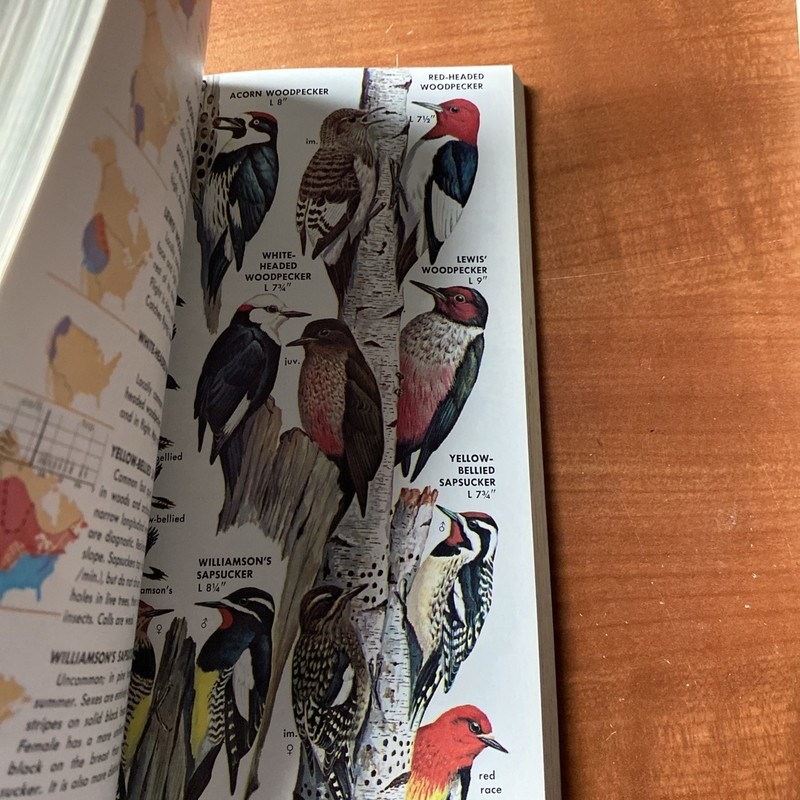 Guide to Field Identification Birds North America Golden Field Guide 1966 Trees gallery