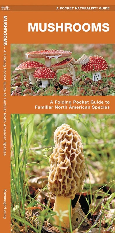 Mushrooms (Nature Observation North America)