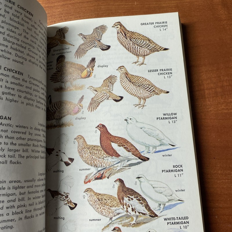 Guide to Field Identification Birds North America Golden Field Guide 1966 Trees gallery